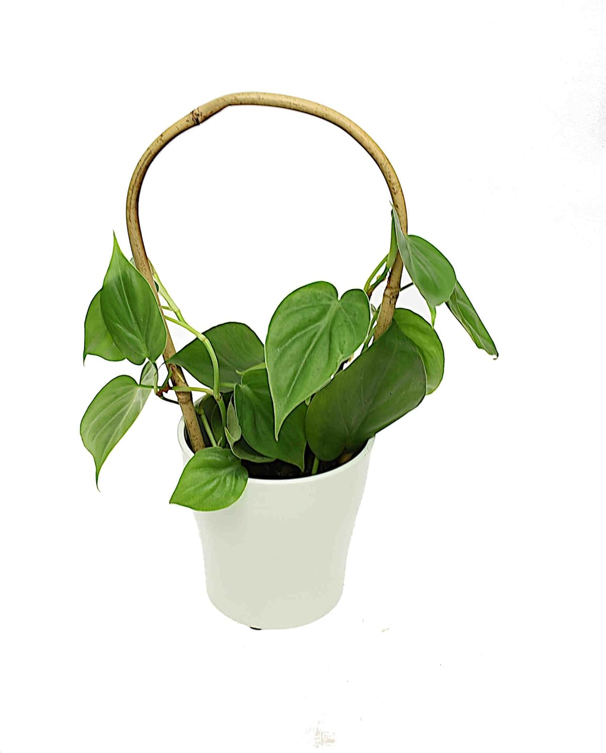 Gebogene Bambusstifte, 25 Stück, 60 cm, 25, 60 cm 8/10 mm
