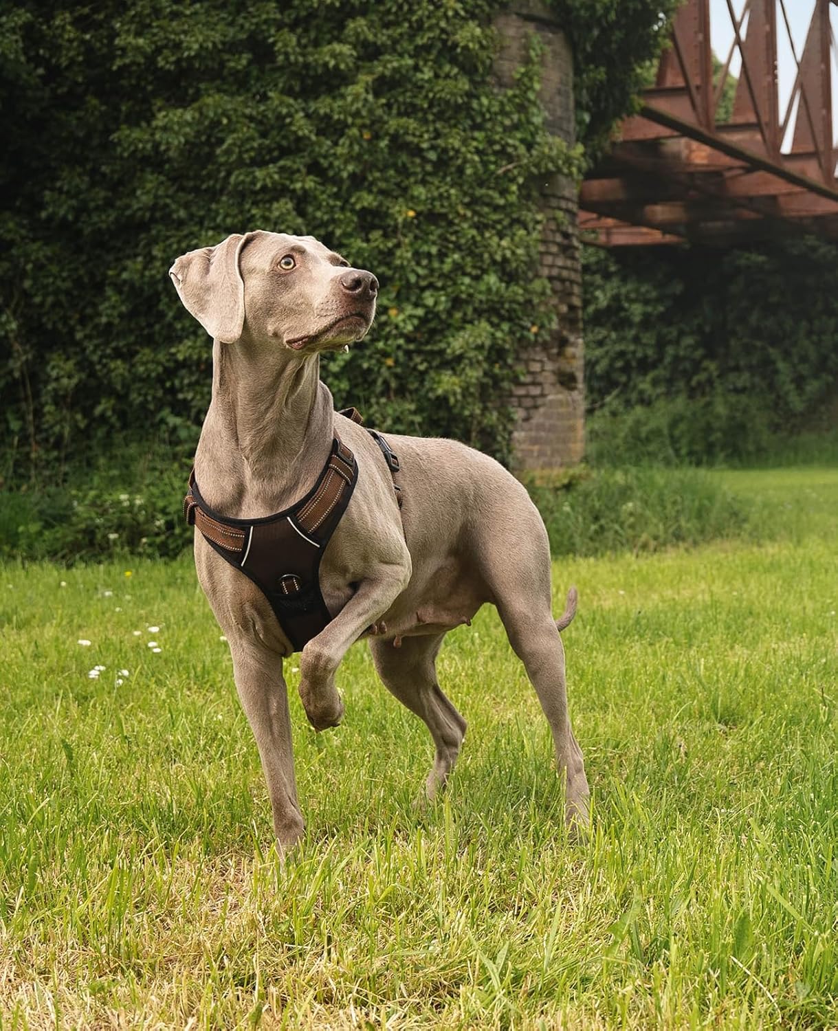 Gepolstertes Hundegeschirr GS00524, XL / Braun