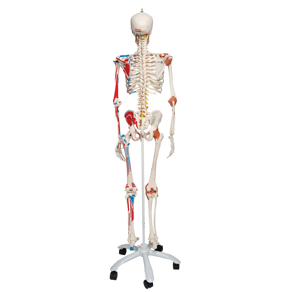 Menschliches Anatomie-Skelett mit Muskeldarstellung, mit Muskeldarstellung