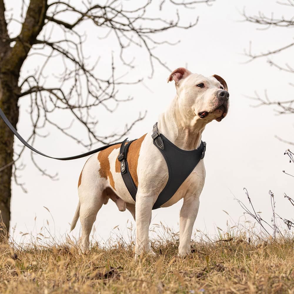 Hundegeschirr Giotto Luxor, schwarz L/XL