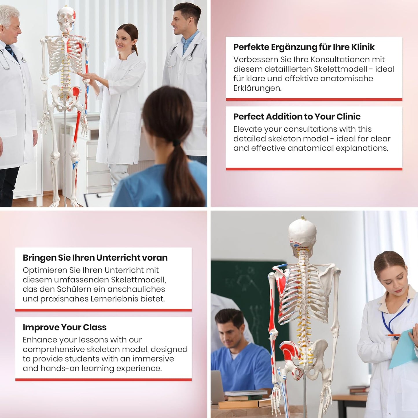 Anatomie Skelett mit Muskelbemalung