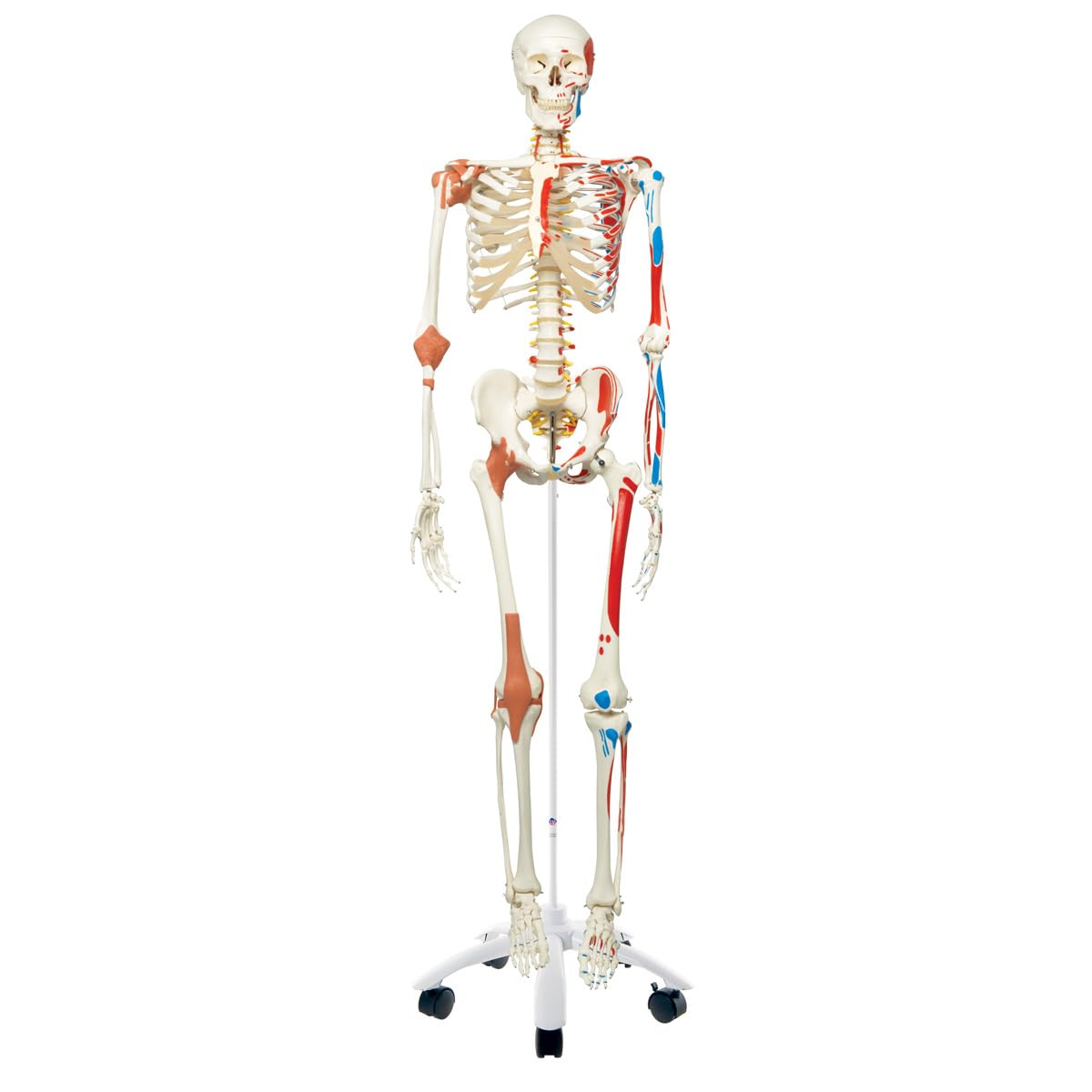 Menschliches Anatomie-Skelett mit Muskeldarstellung, mit Muskeldarstellung
