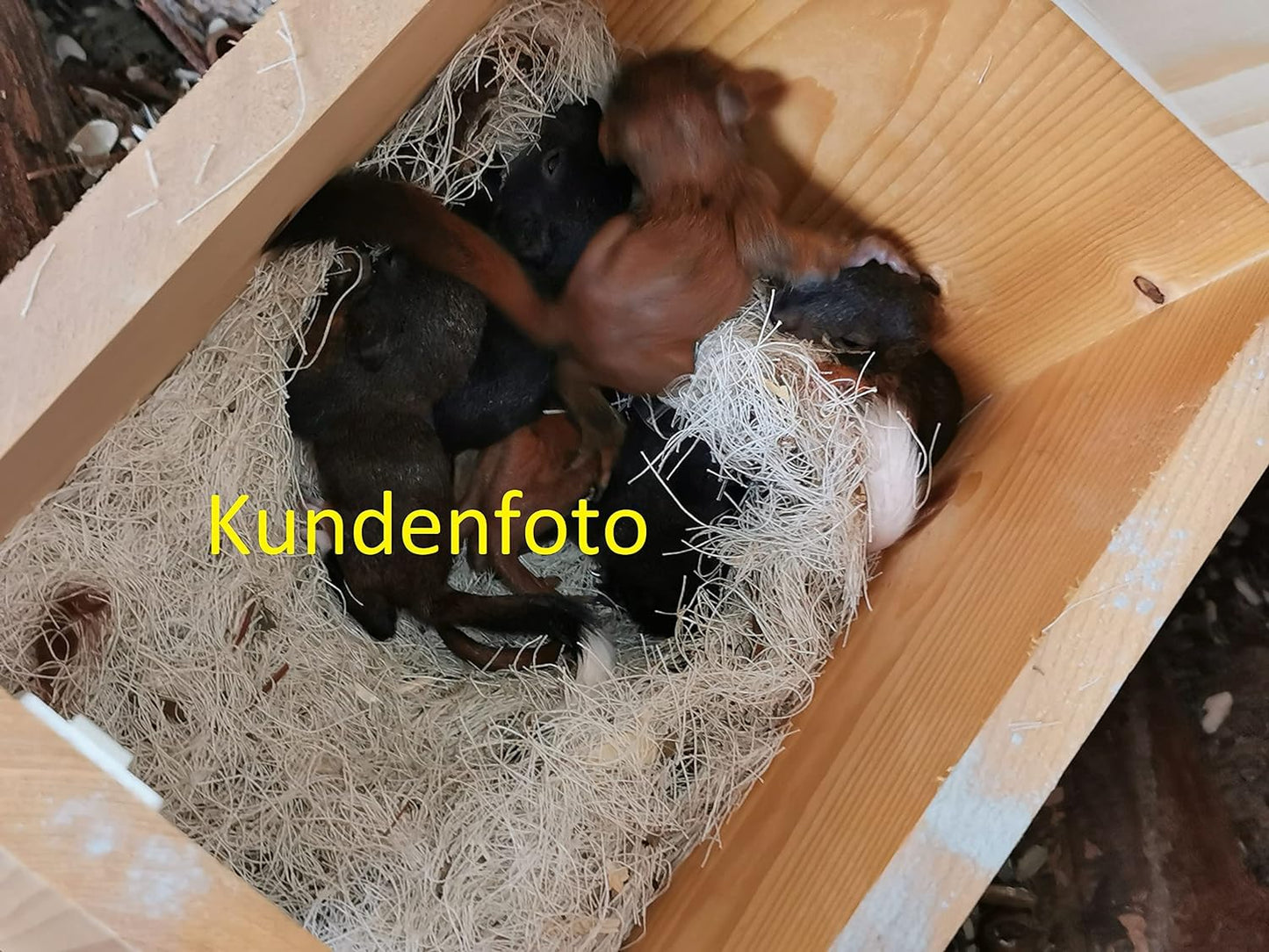 Eichhörnchenfutterhaus