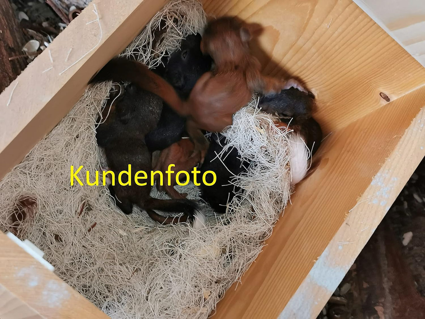 XXXL Eichhörnchenhaus aus Vollholz, von Hand Imprägniert