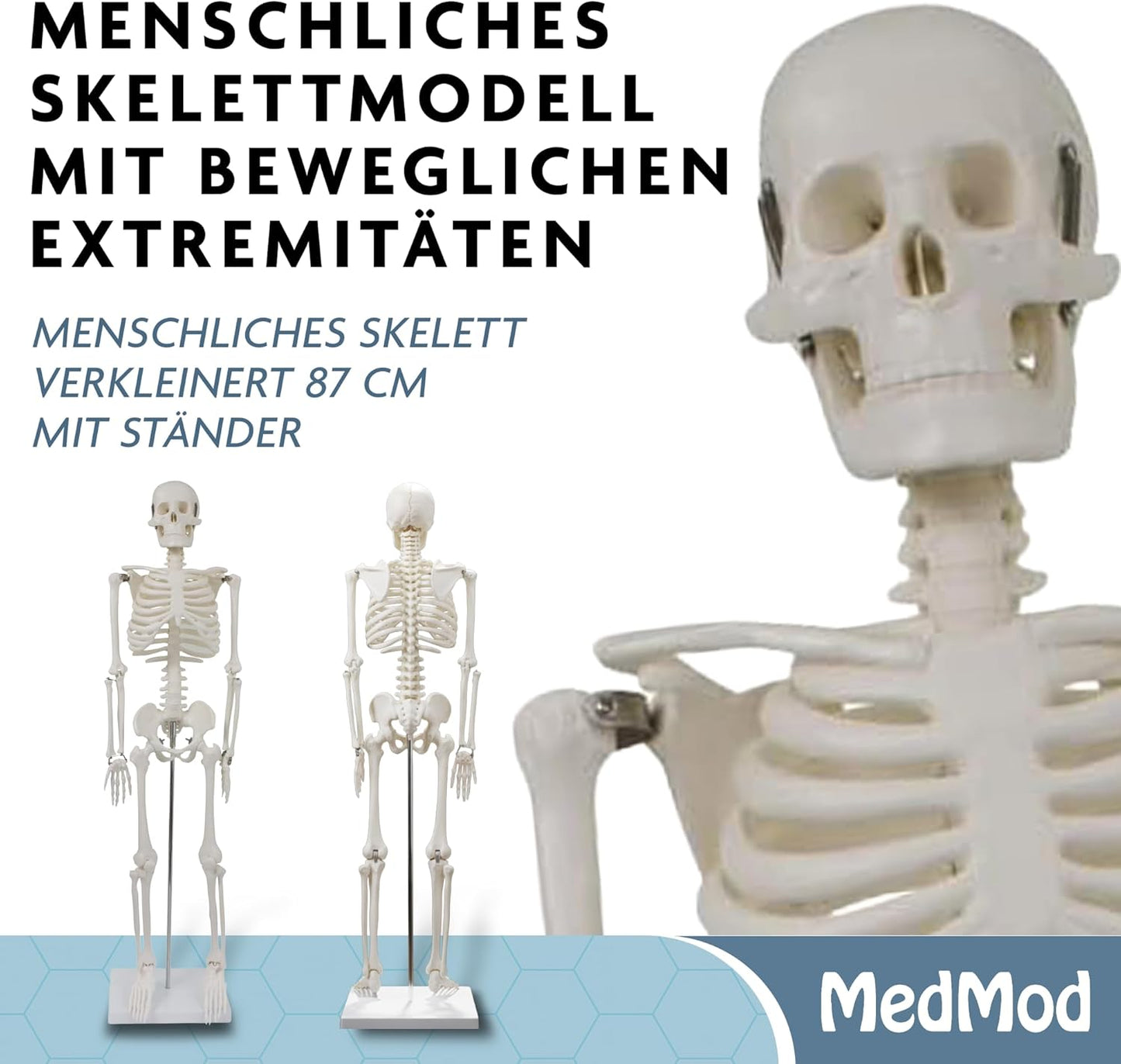 Detailliertes menschliches Skelettmodell mit beweglichen Extremitäten, 87 cm