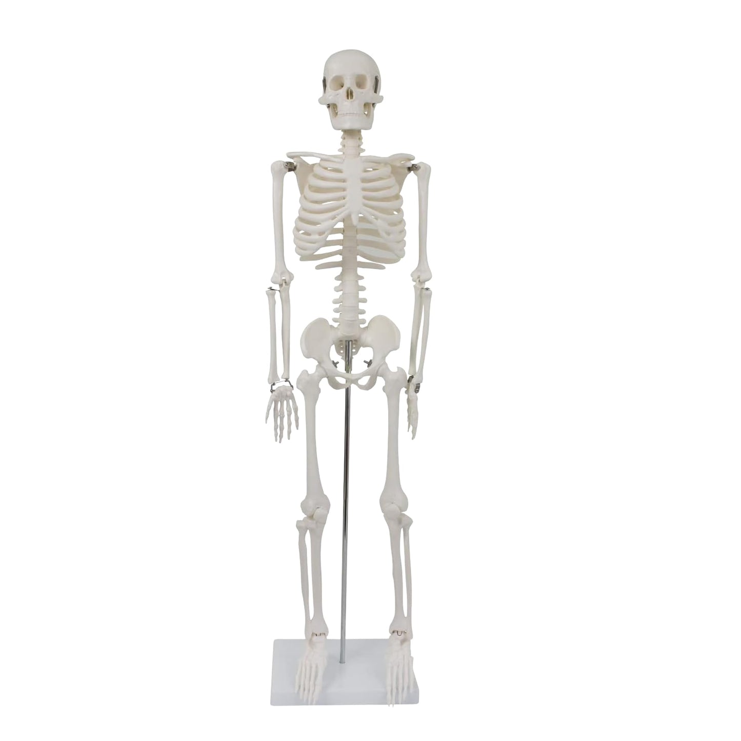 Detailliertes menschliches Skelettmodell mit beweglichen Extremitäten, 87 cm