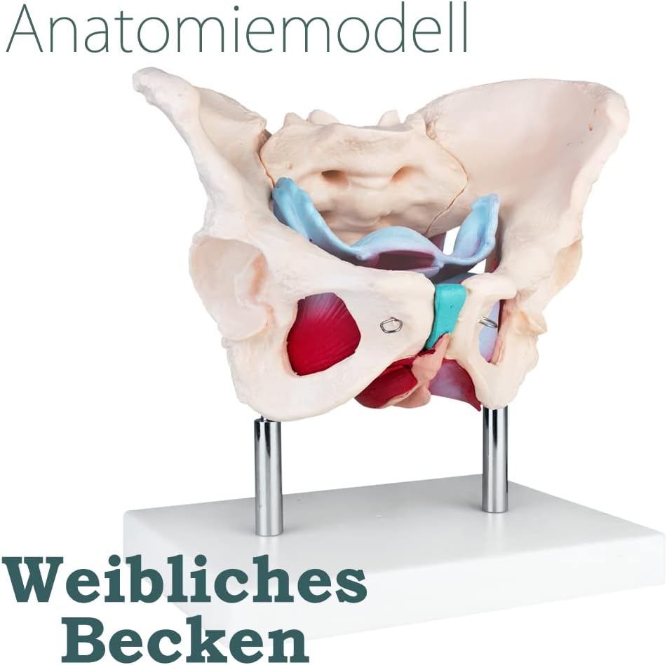 Weibliches Beckenmodell