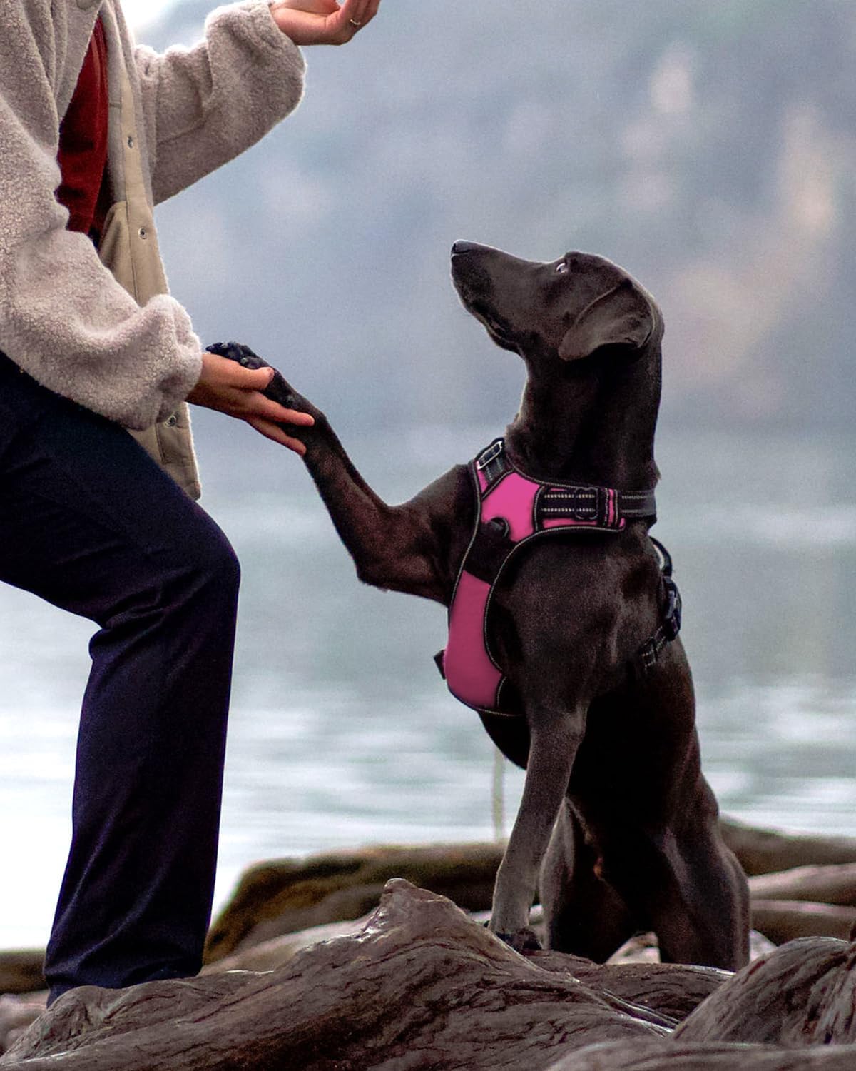 Reflektierendes Hundegeschirr, S (1er Pack) Leuchtend Rosa