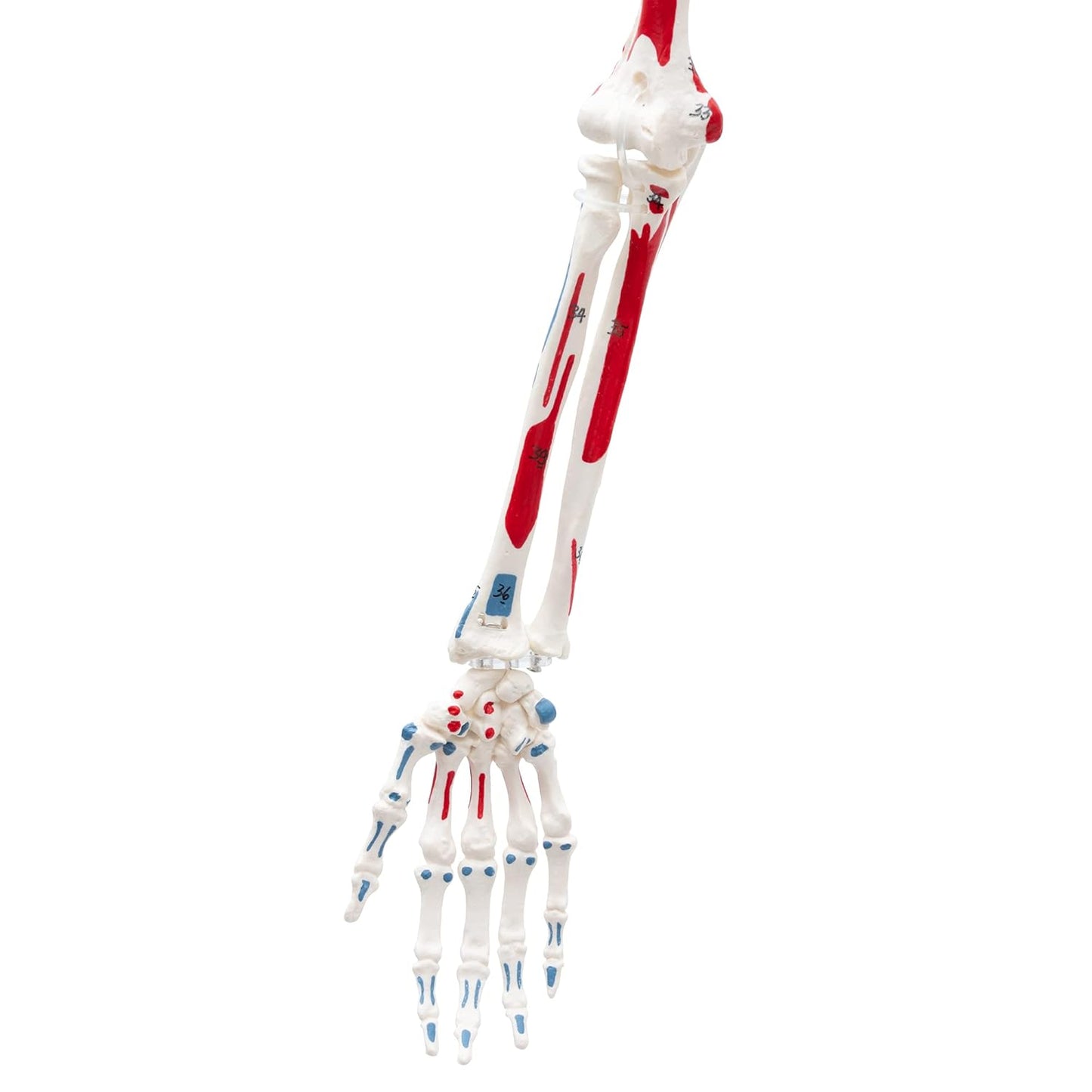 Mini Skelett A-118, 85 cm, mit Muskelbemalung, didaktisch bemalt