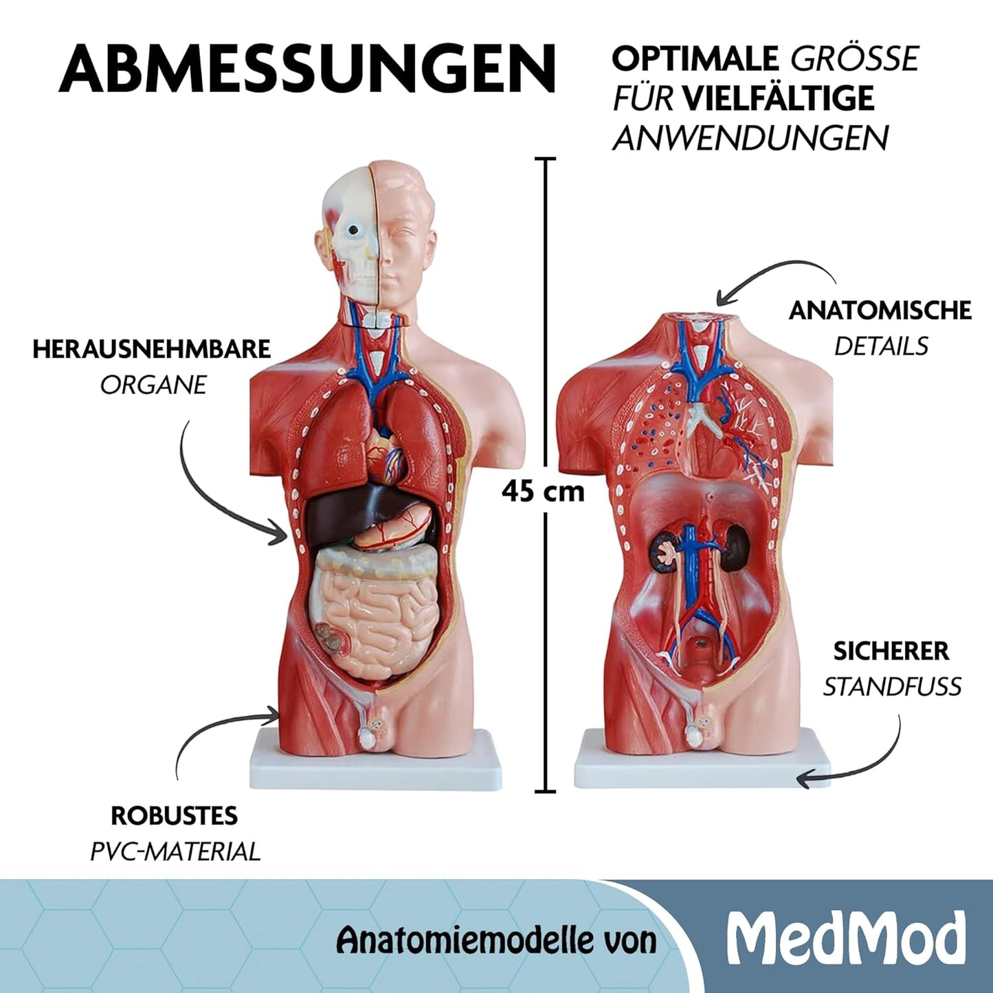 Anatomiemodell männlicher Torso V2 mit abnehmbaren Organen, Torso 45cm V2