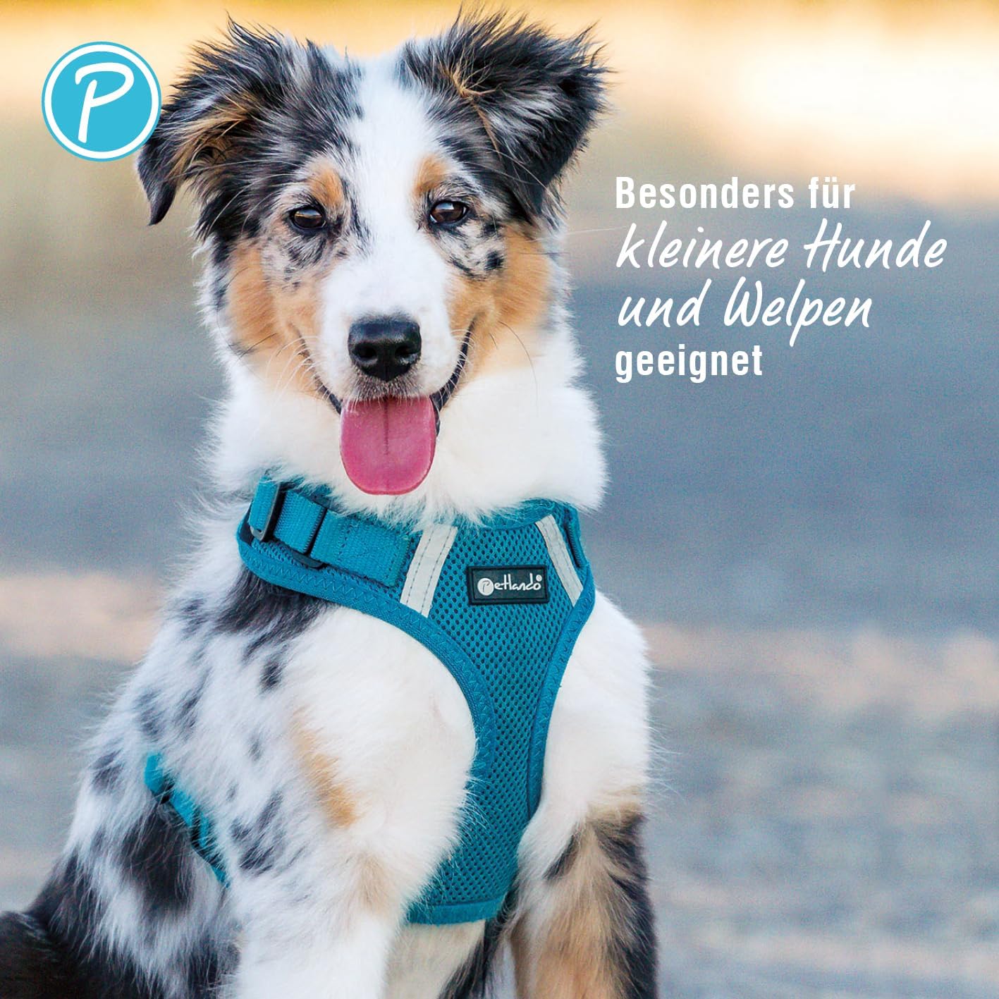 Hundegeschirr, Petrol XL