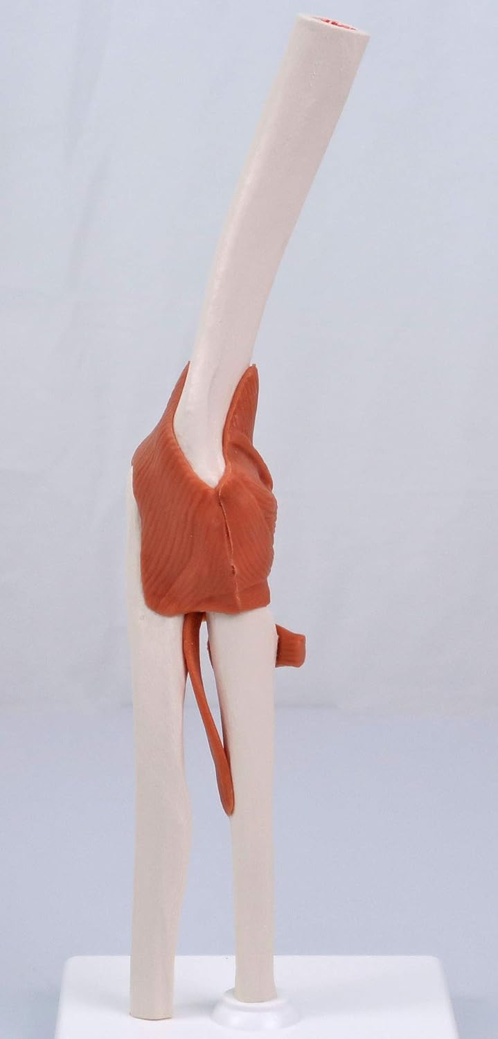 Smart Anatomy Ellenbogengelenk-Modell A83, Ellenbogengelenk