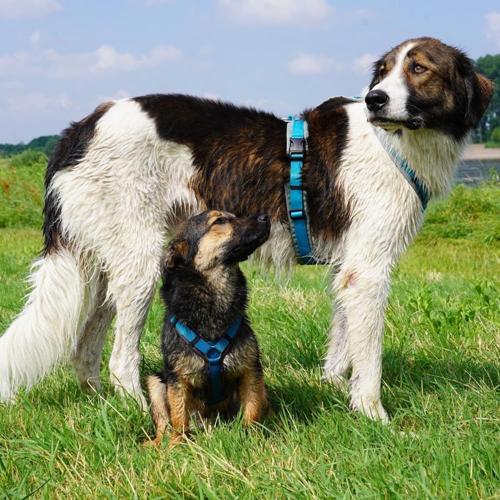 Hundegeschirr Fun, XS-Standard