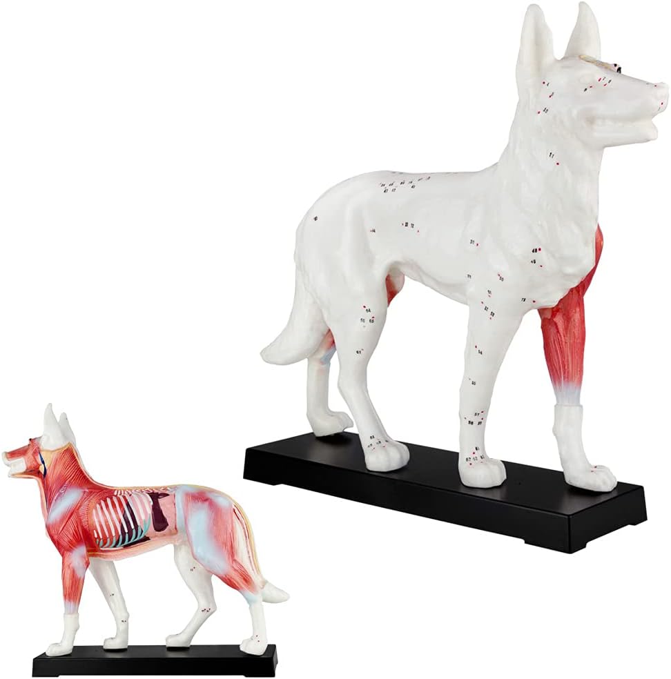 Akupunktur Tiermodell: Hund