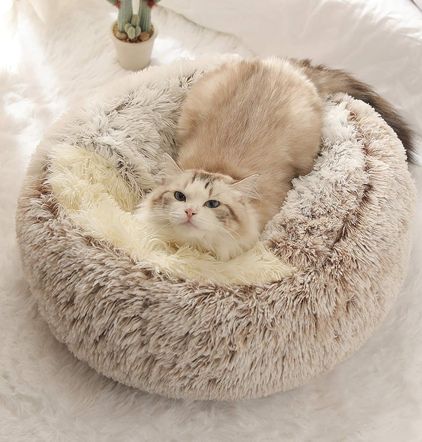 Plüsch-Katzenbett, Kaffeefarbe Plüsch