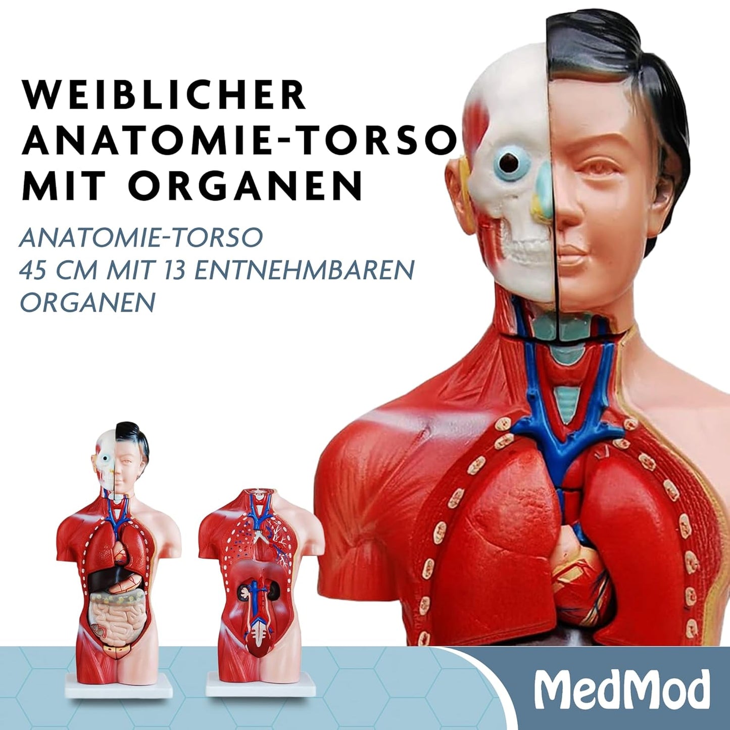 Anatomiemodell weiblicher Torso mit entnehmbaren Organen, Hautfarben