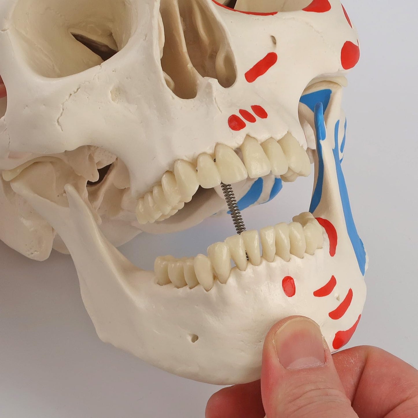 Mini-Anatomie-Skelett mit flexiblen Gelenken, Modell Phil, Metallstativ mit Muskeldarstellung