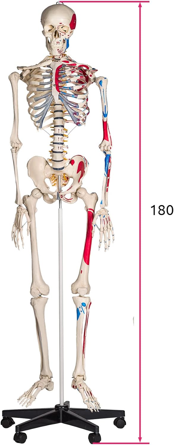 Anatomie Skelettmodell mit Muskelbemalung, Nr. 401755, Skelett mit Muskelbemalung | Nr. 401755