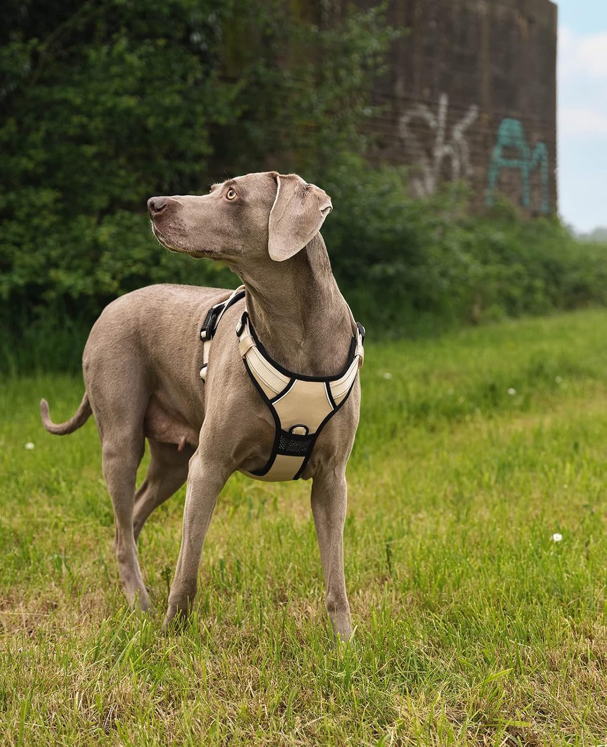 Gepolstertes Hundegeschirr, XL Beige