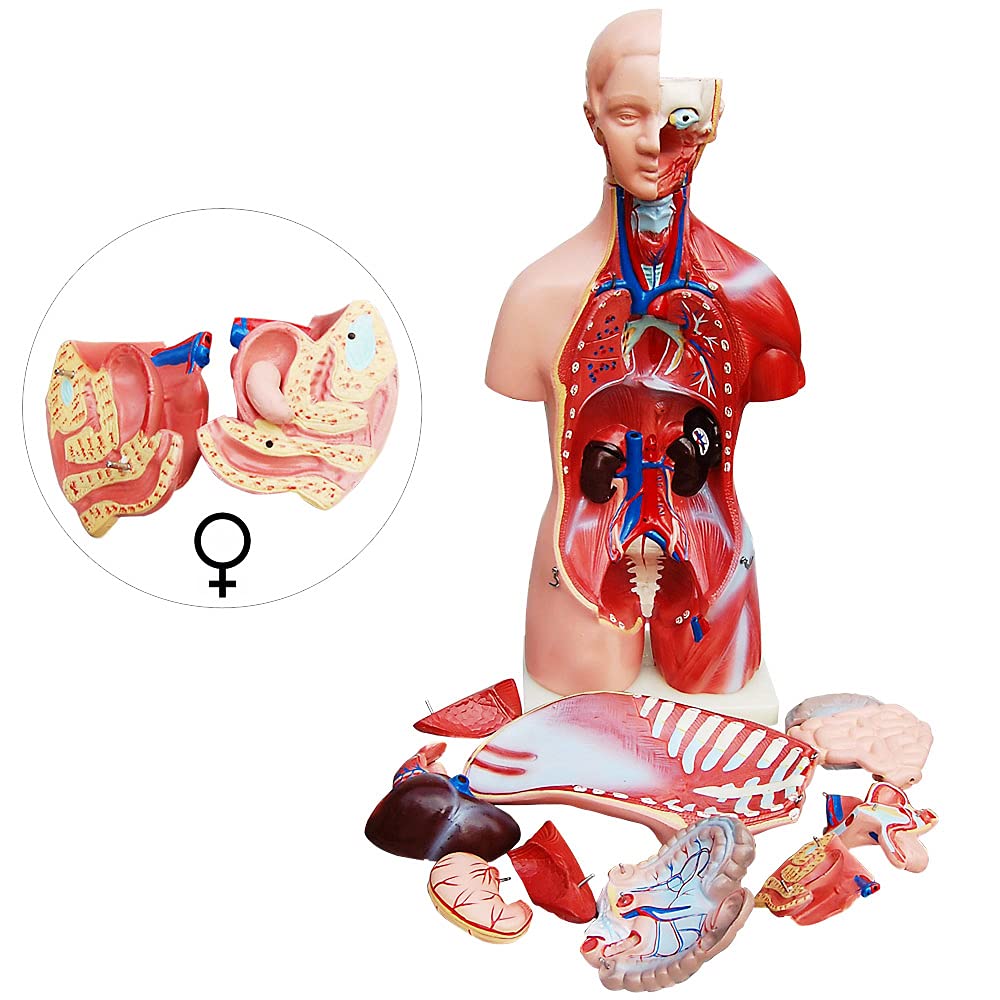 Anatomiemodell männlicher Torso mit herausnehmbaren Organen, Mehrfarben