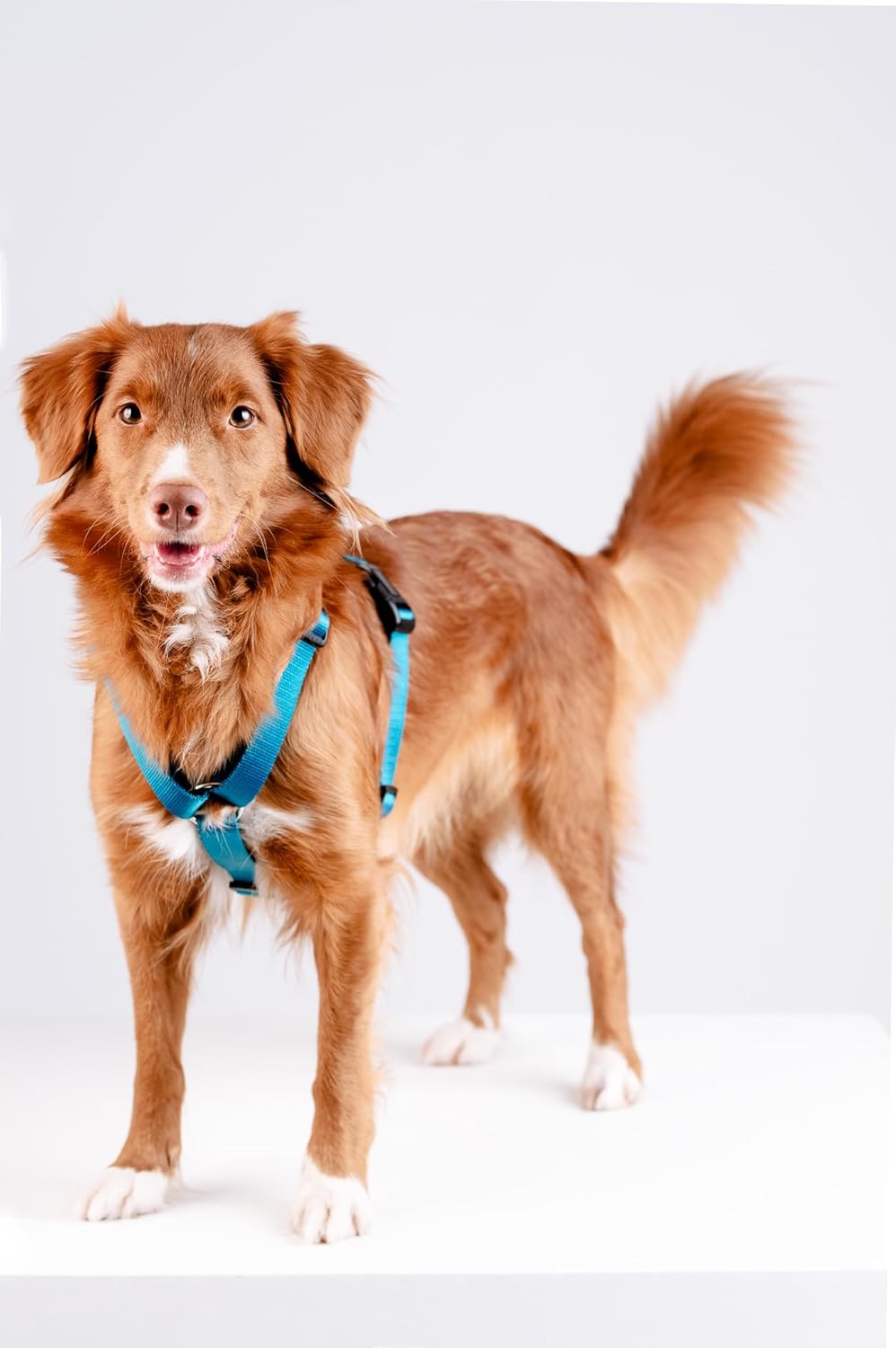 Guard Classic Hundegeschirr, XL Meeres
