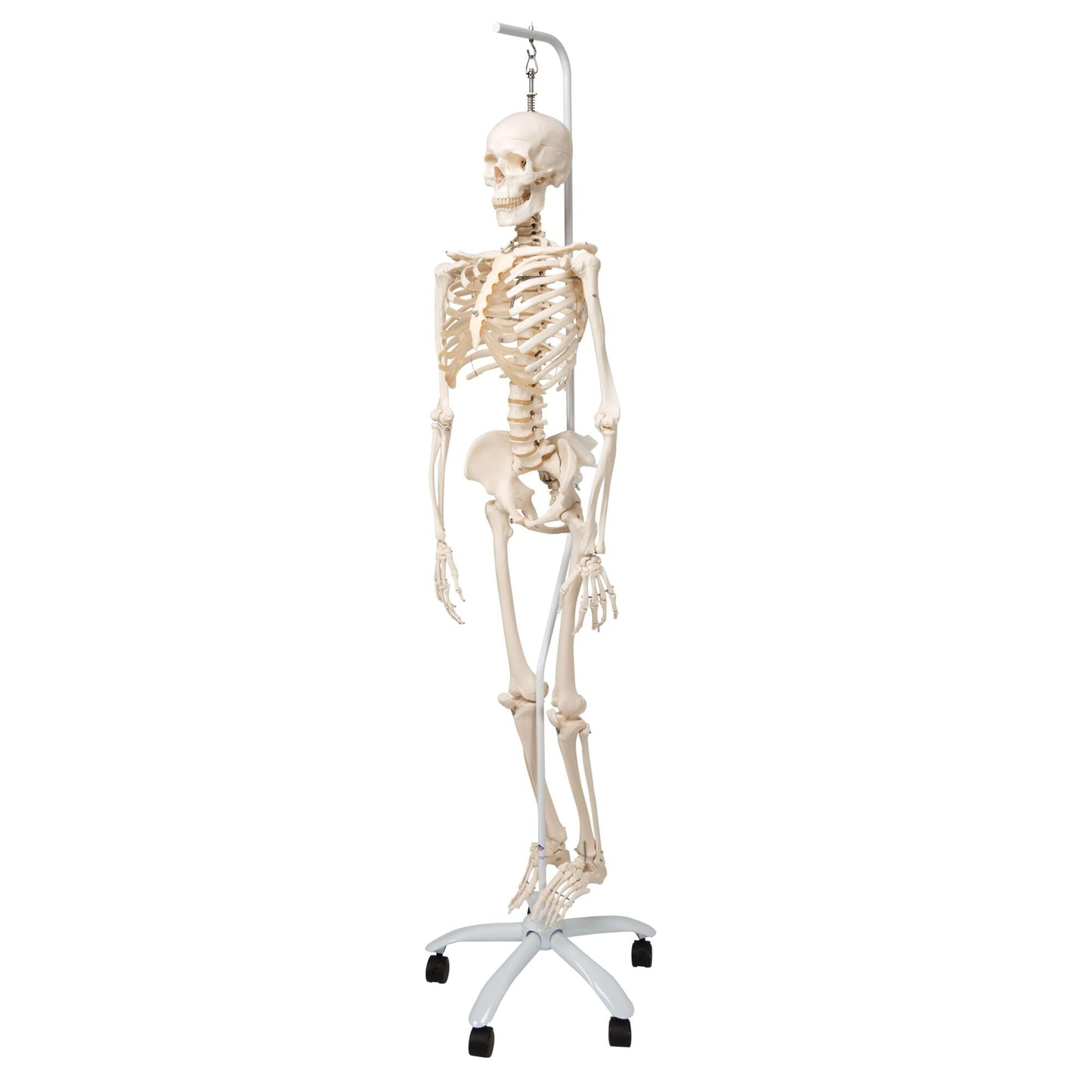 Lebensgrosses Skelettmodell mit beweglichen Gelenken, und abnehmbarem Schädel, Modell Phil, physiologisch