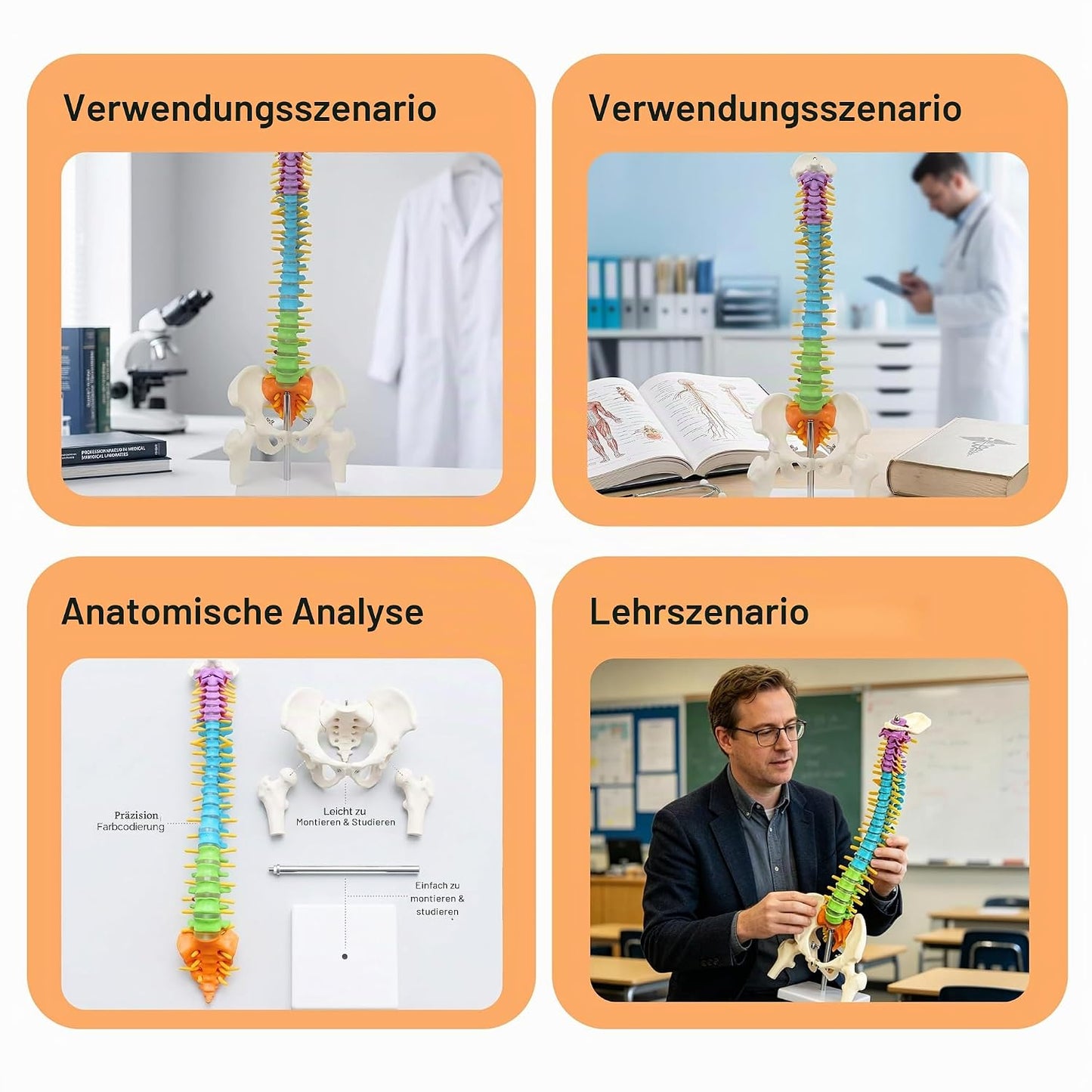 Flexibles Wirbelsäulenmodell mit Spinalnerven