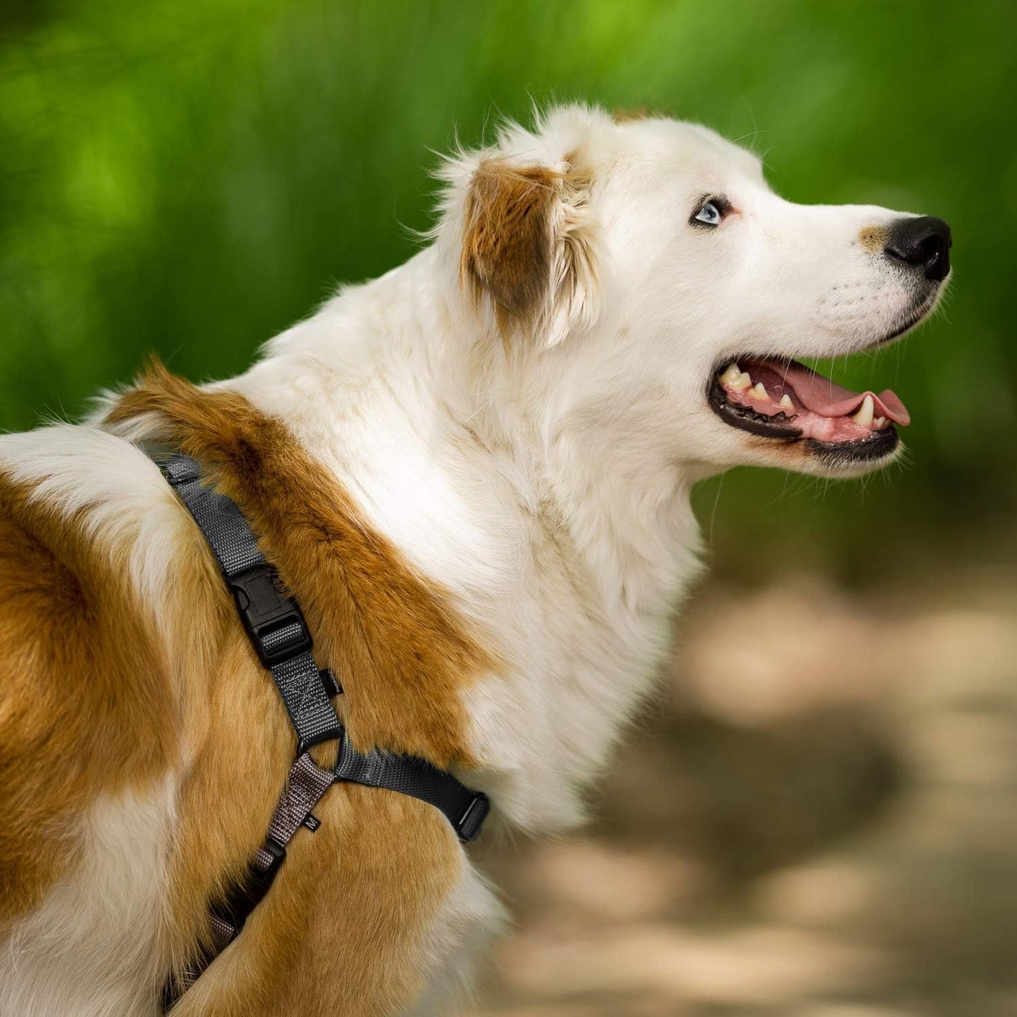 Easy Walk Anti-Zieh-Hundegeschirr mit Leine, L Schwarz