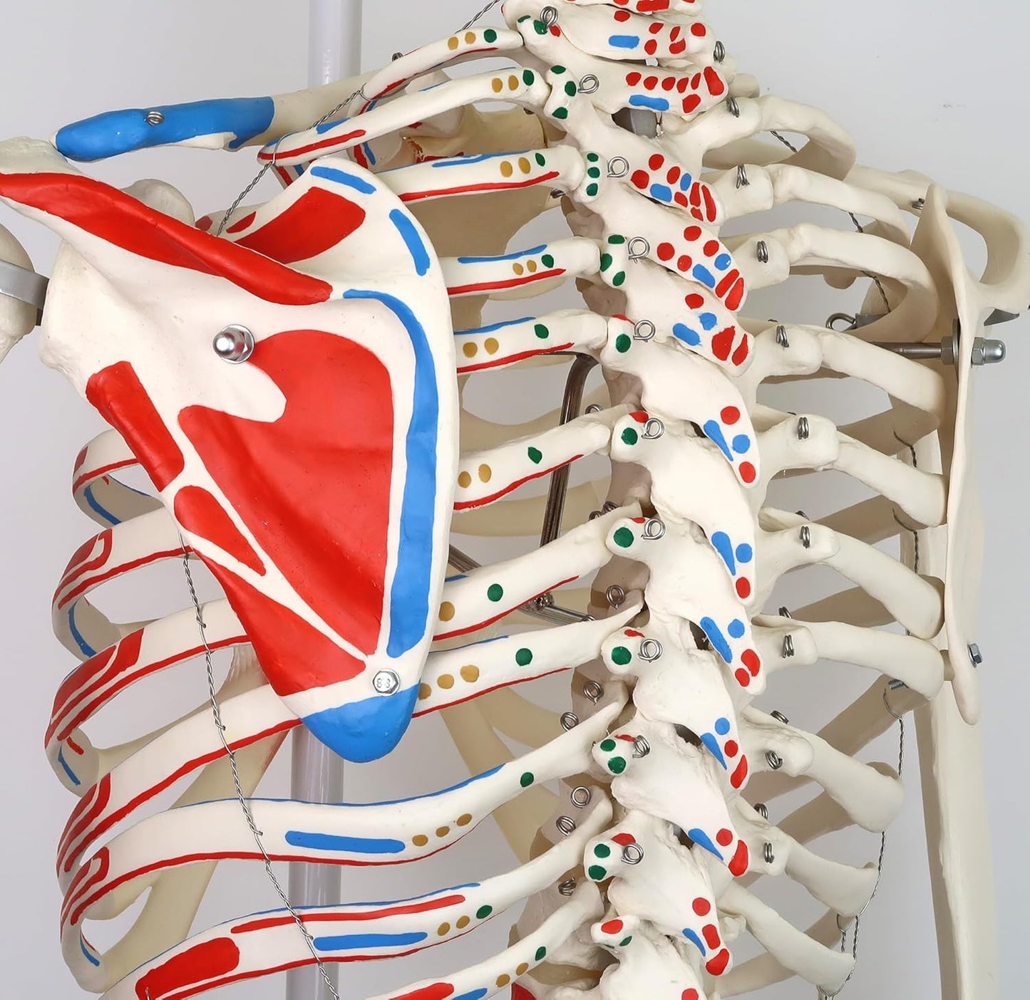 Mini-Anatomie-Skelett mit flexiblen Gelenken, Modell Phil, Metallstativ mit Muskeldarstellung