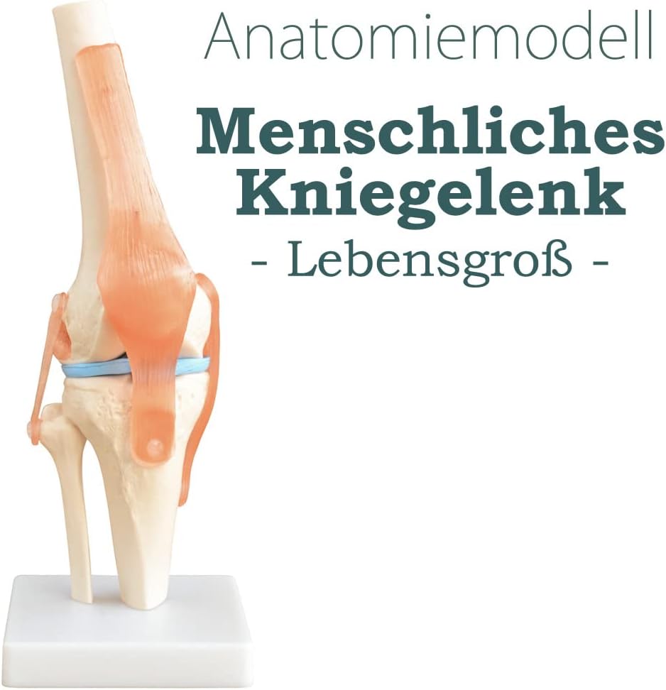 Anatomiemodell Kniegelenk mit beweglichem Gelenk