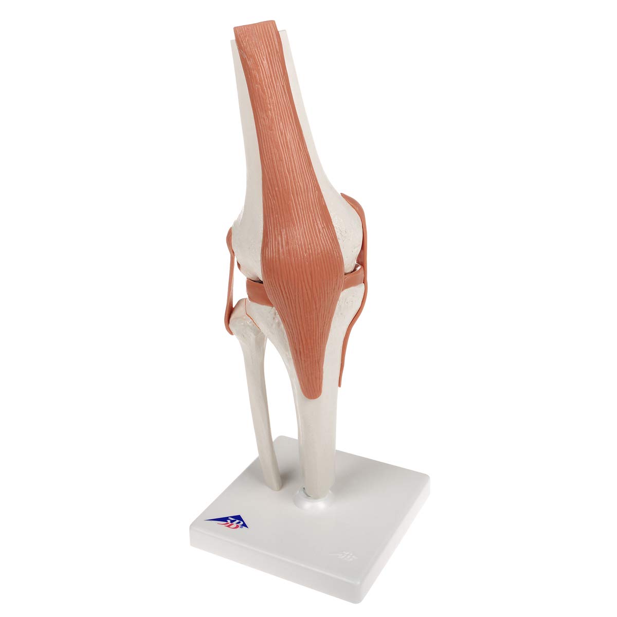 Kniegelenkmodell mit Smart Anatomy Software, Kniegelenk