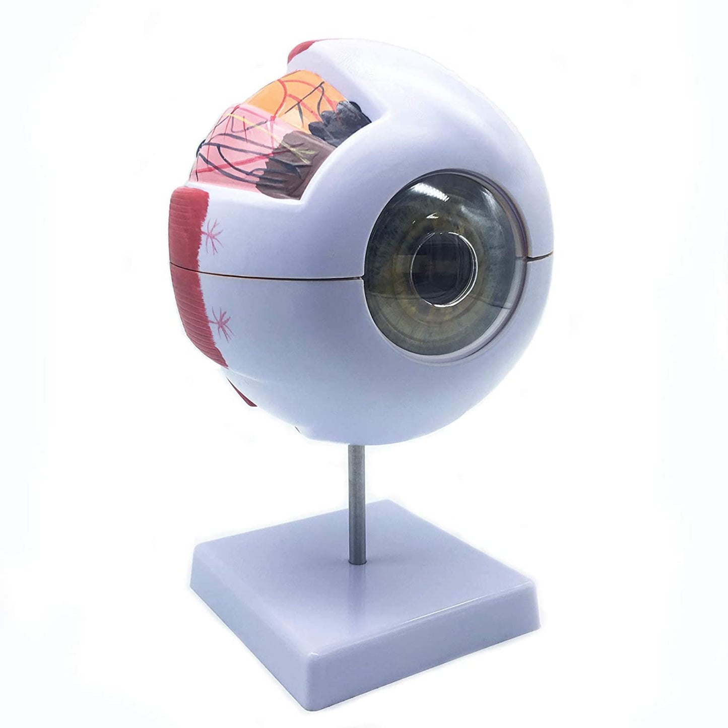 Anatomisches Modell, menschliches Auge, 6-fach vergrössert