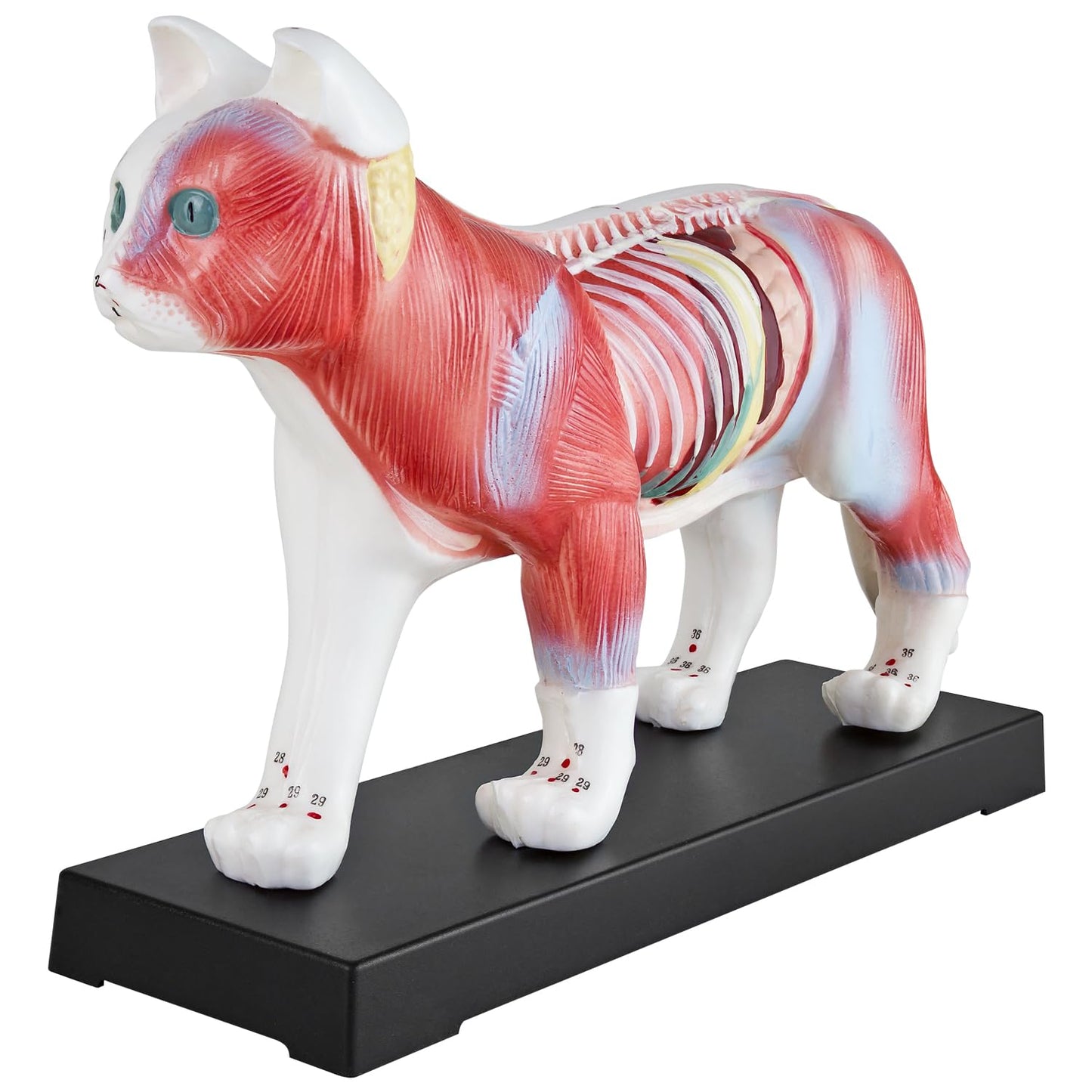 Akupunktur Anatomie Katzenmodell für TCM, Katze