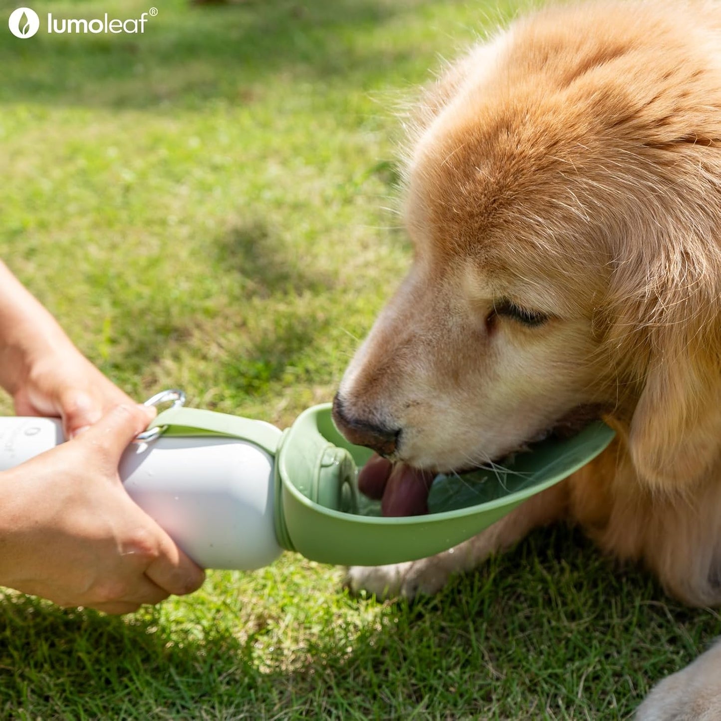 Isolierte Wasserflasche für Hunde, Grün 800 ml