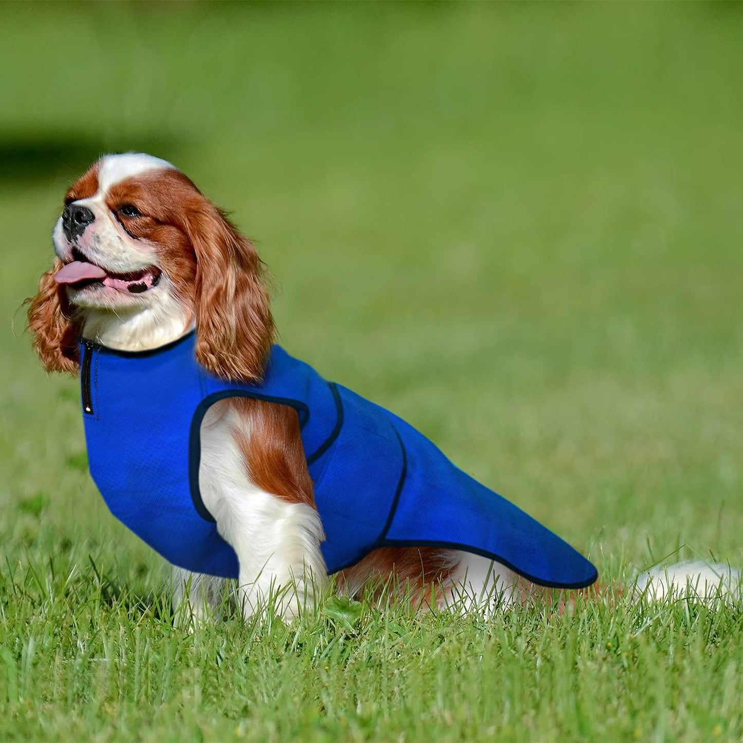Hundekühlweste, M Blau
