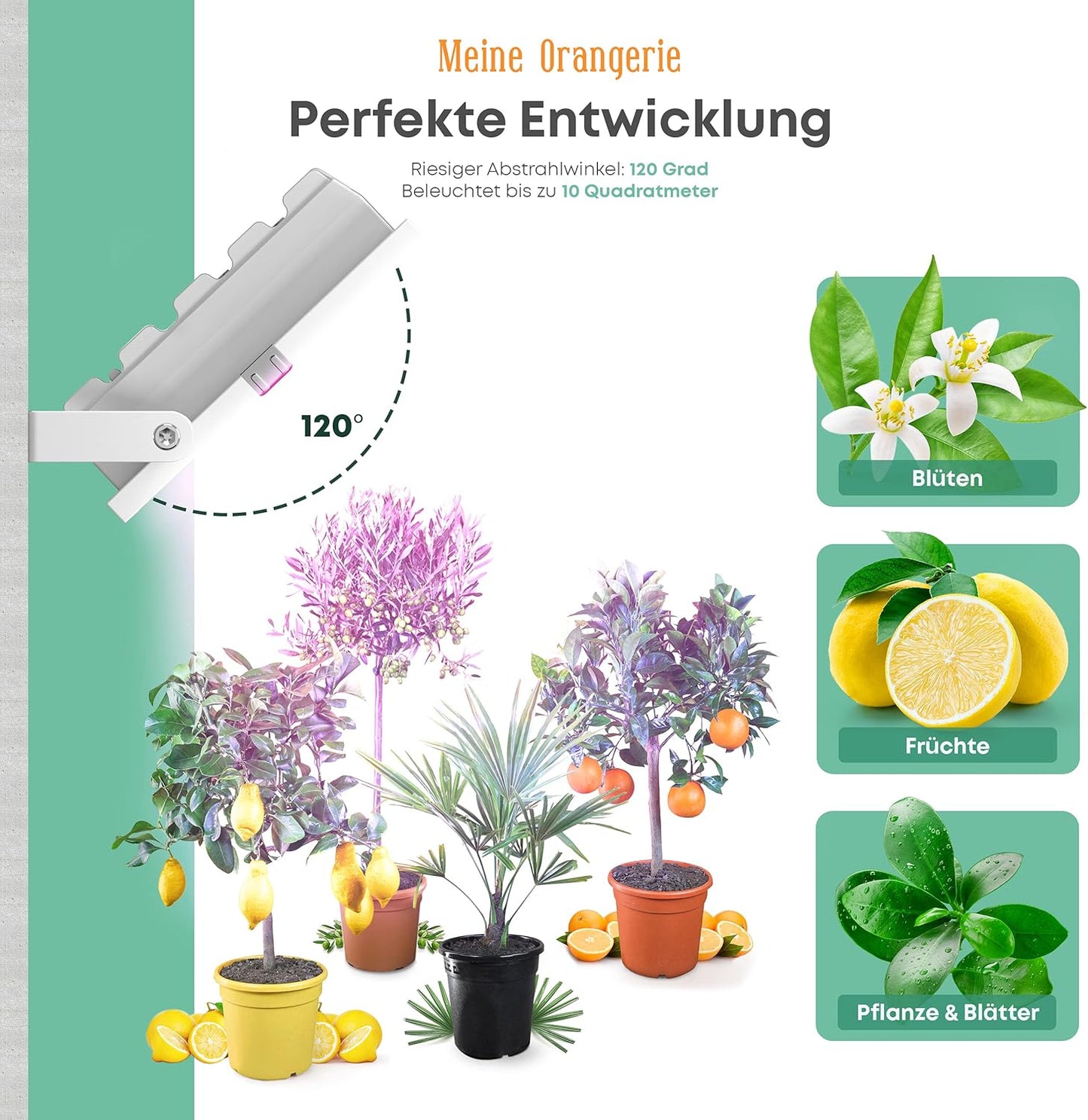 Pflanzenlicht