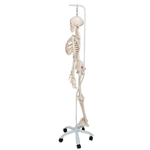 Lebensgrosses Skelettmodell mit beweglichen Gelenken, und abnehmbarem Schädel, Modell Phil, physiologisch