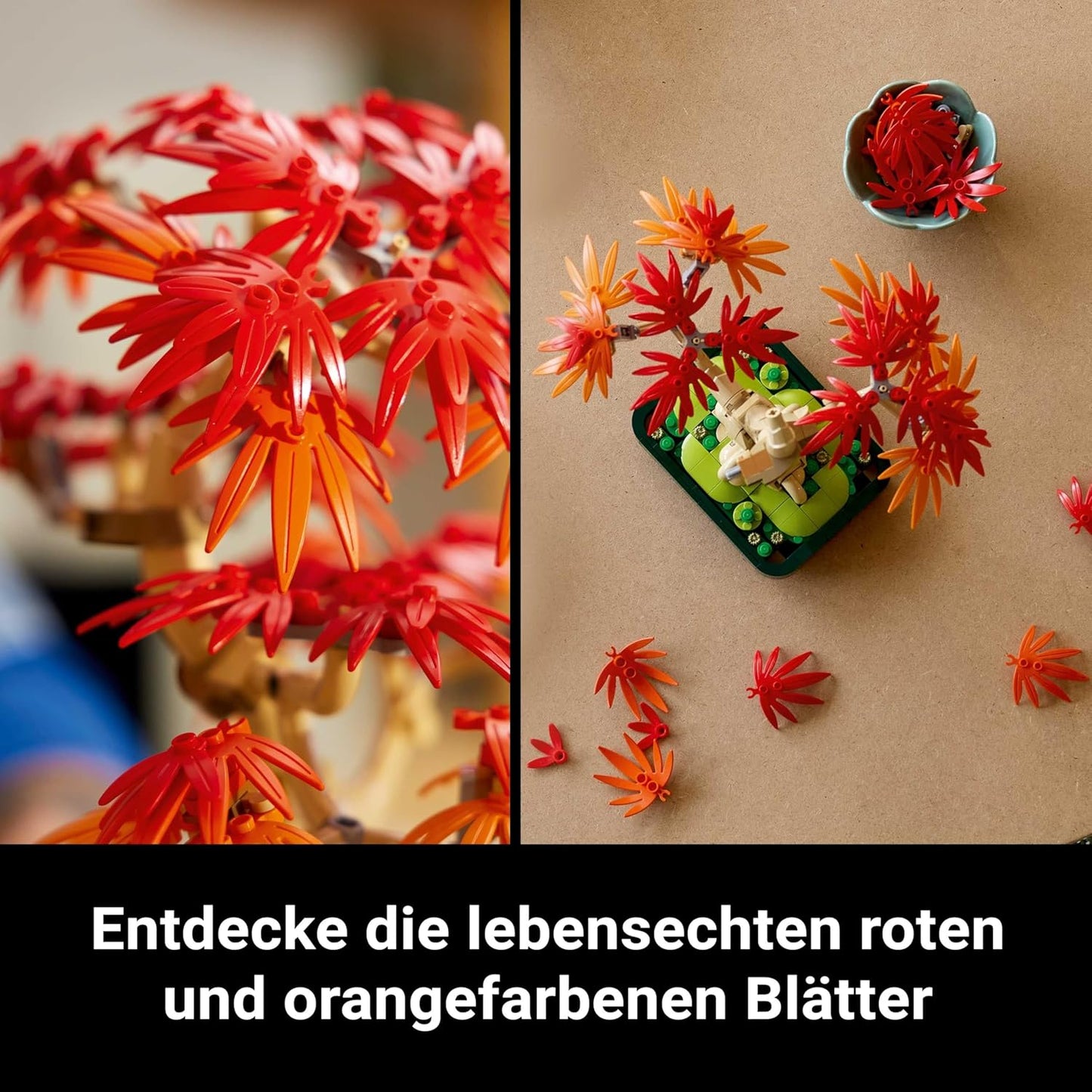 Japanischer Roter Ahorn - Bonsai-Baum