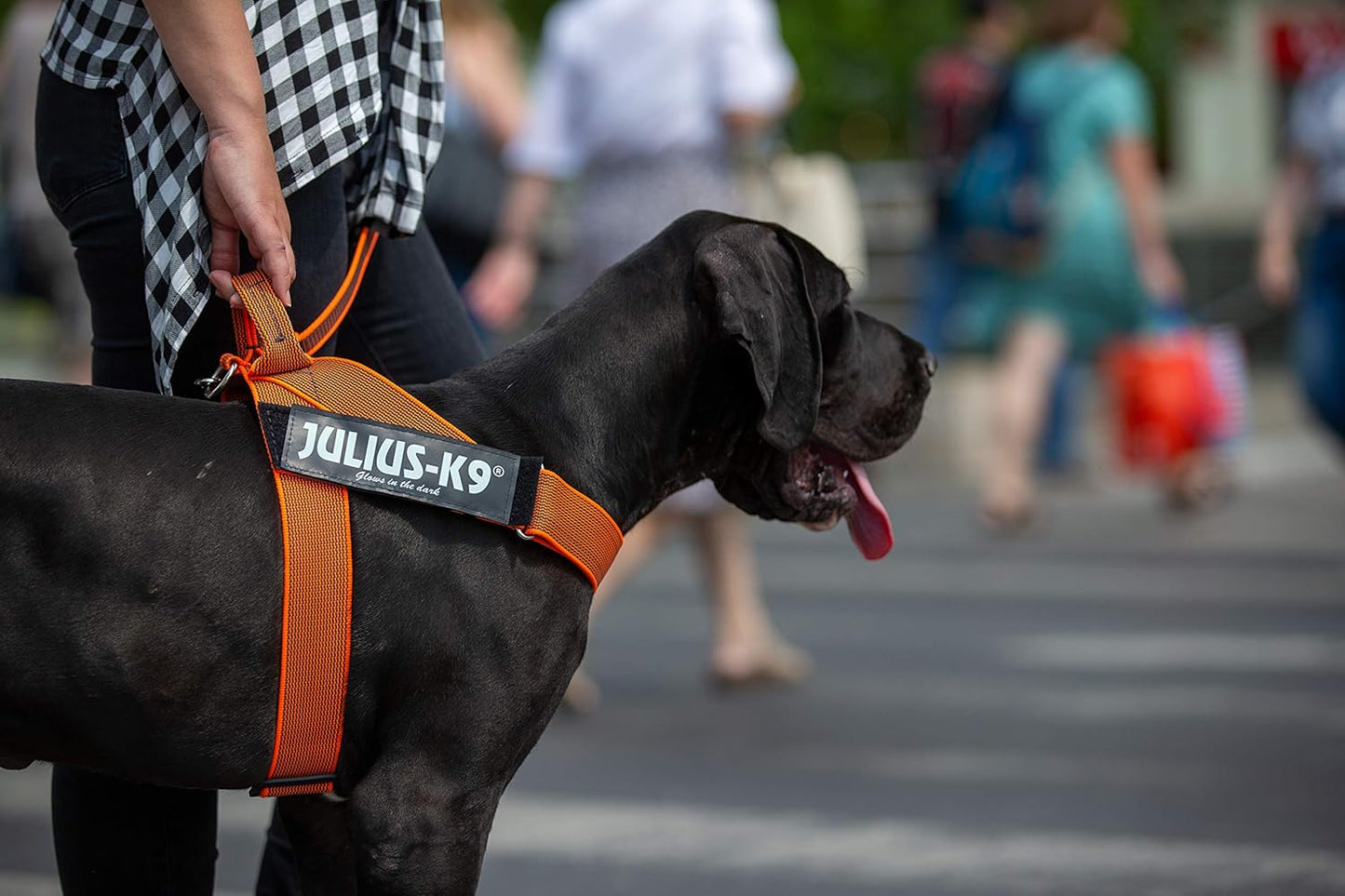 IDC Color & Gray - Beltgeschirr für Hunde, orange-grau / 2XL / Grösse 3