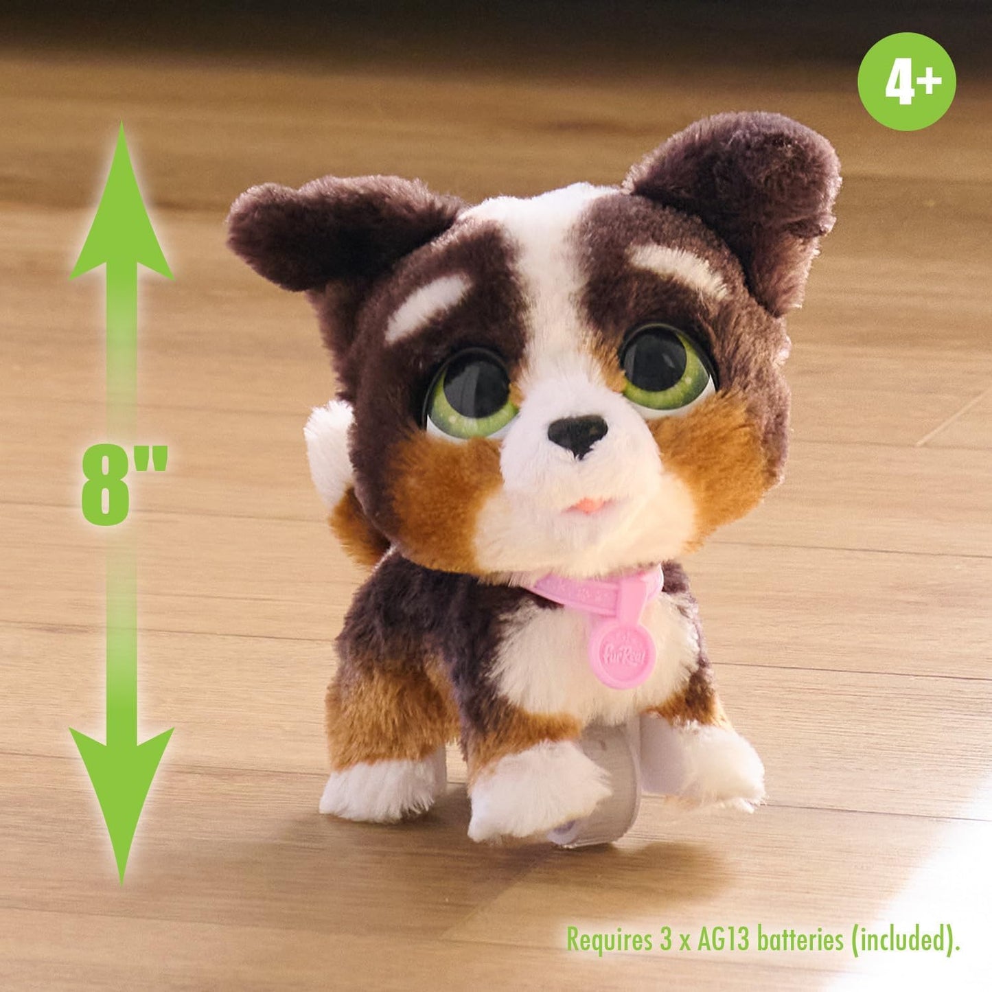 Walk-A-Lots Bernadoodle, Bernedoodle