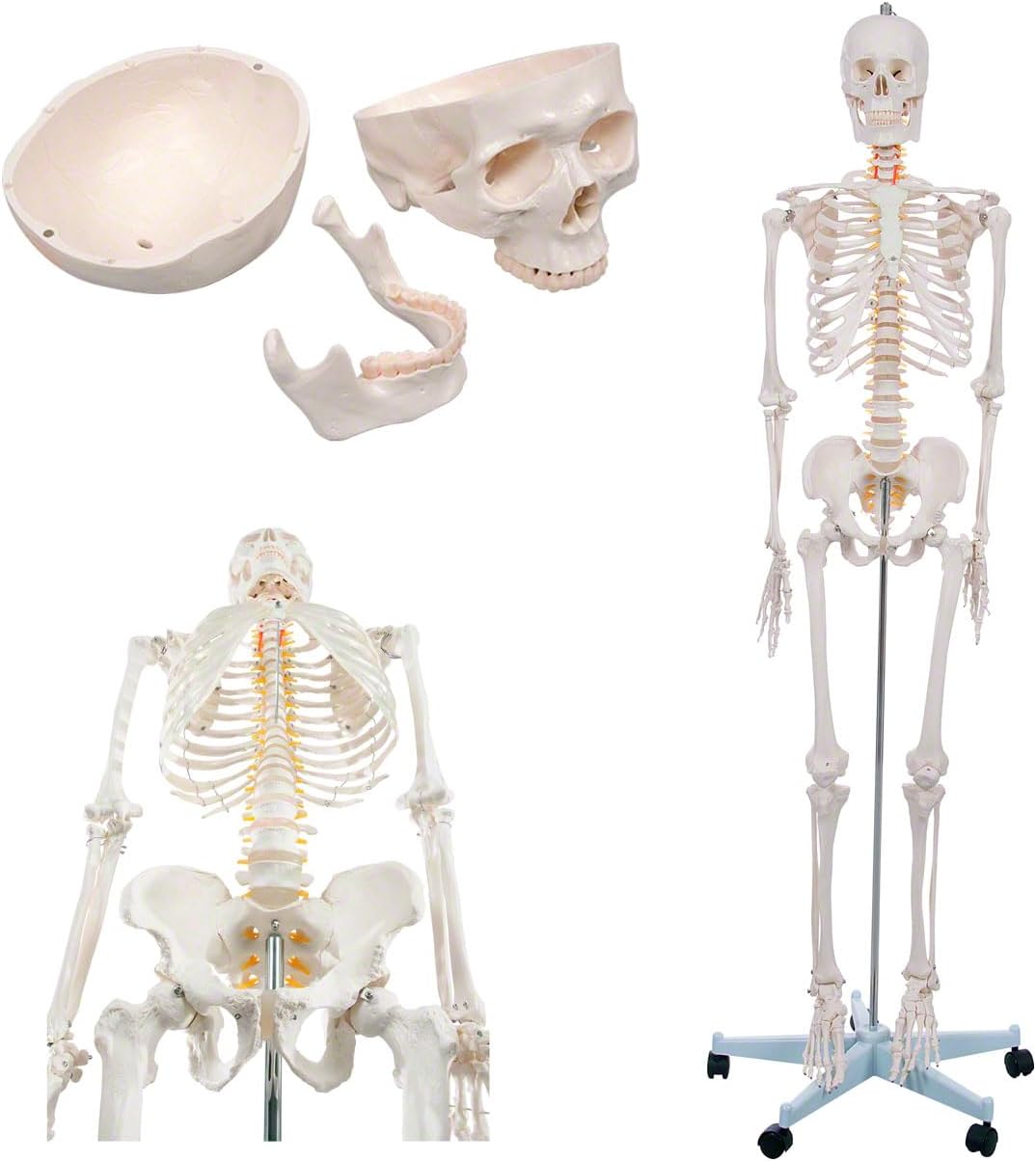 Lebensgrosses menschliches Skelett-Modell für Anatomie-Studien