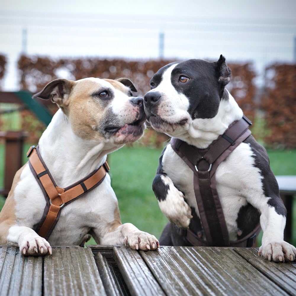 Brustgeschirr Fun für Hunde, braun braun XXS