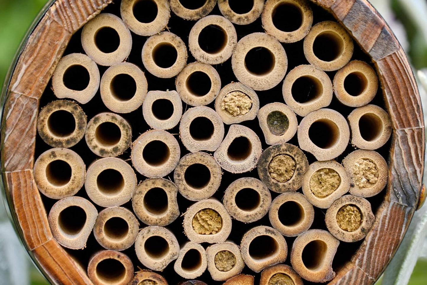 Wildbienenhotel Bienenfass, Einzelbett