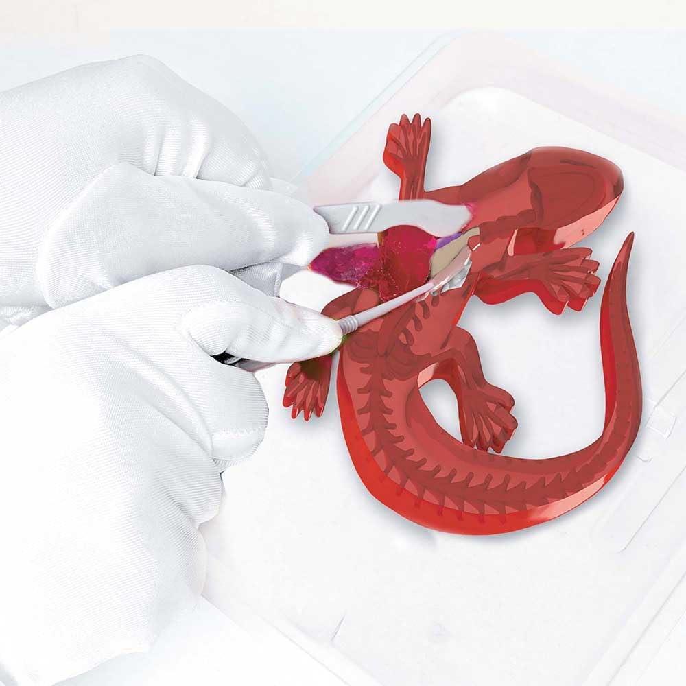 Sezier-Set Salamander, Salamander