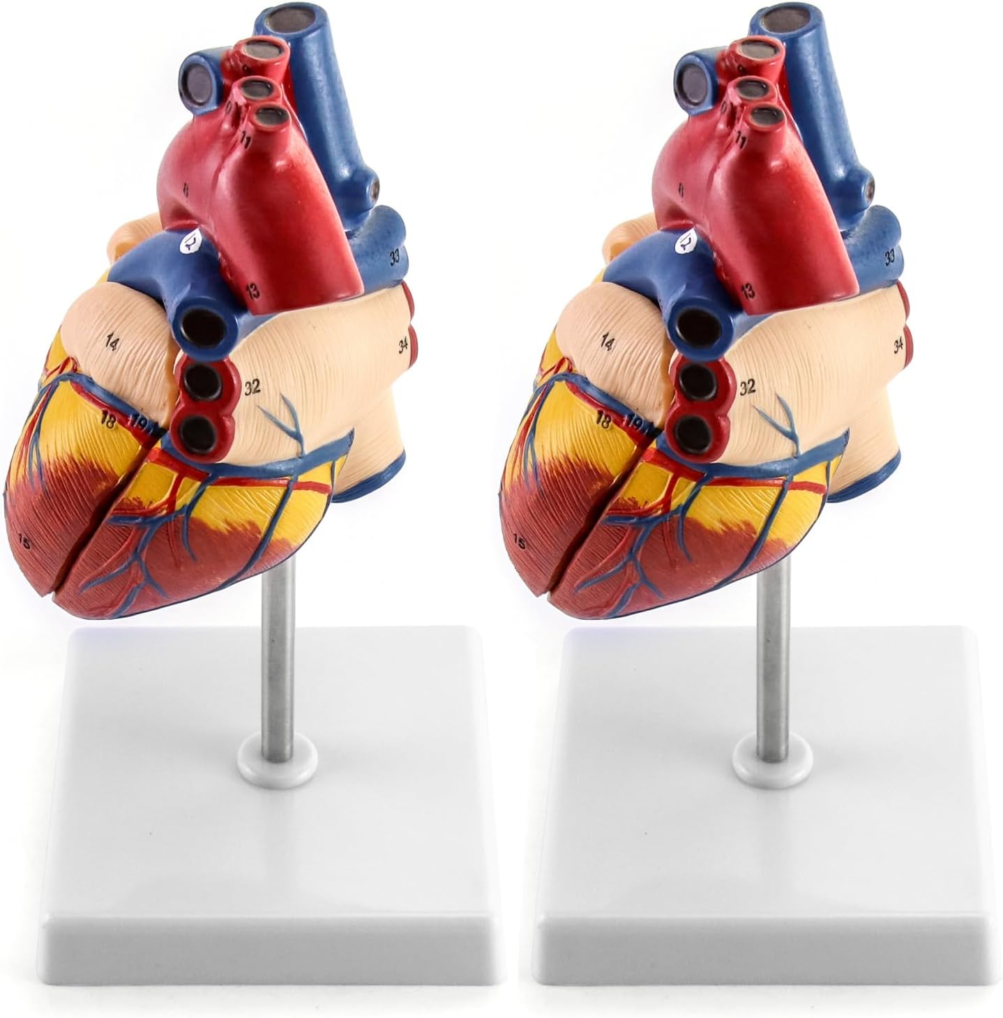 Anatomisches Herzmodell, 2 Stück, lebensgross, 2 Pcs
