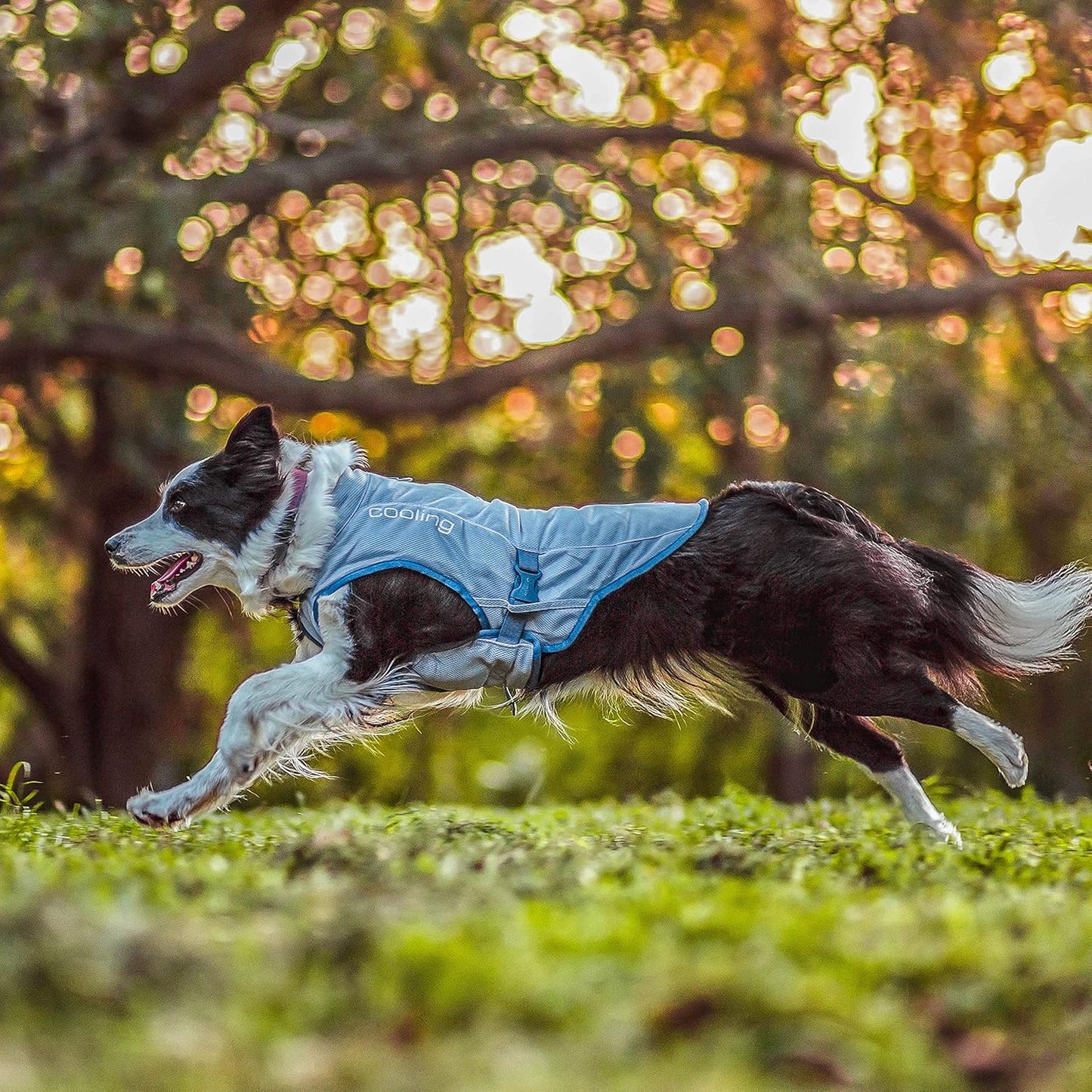 Kühlweste für Hunde, L