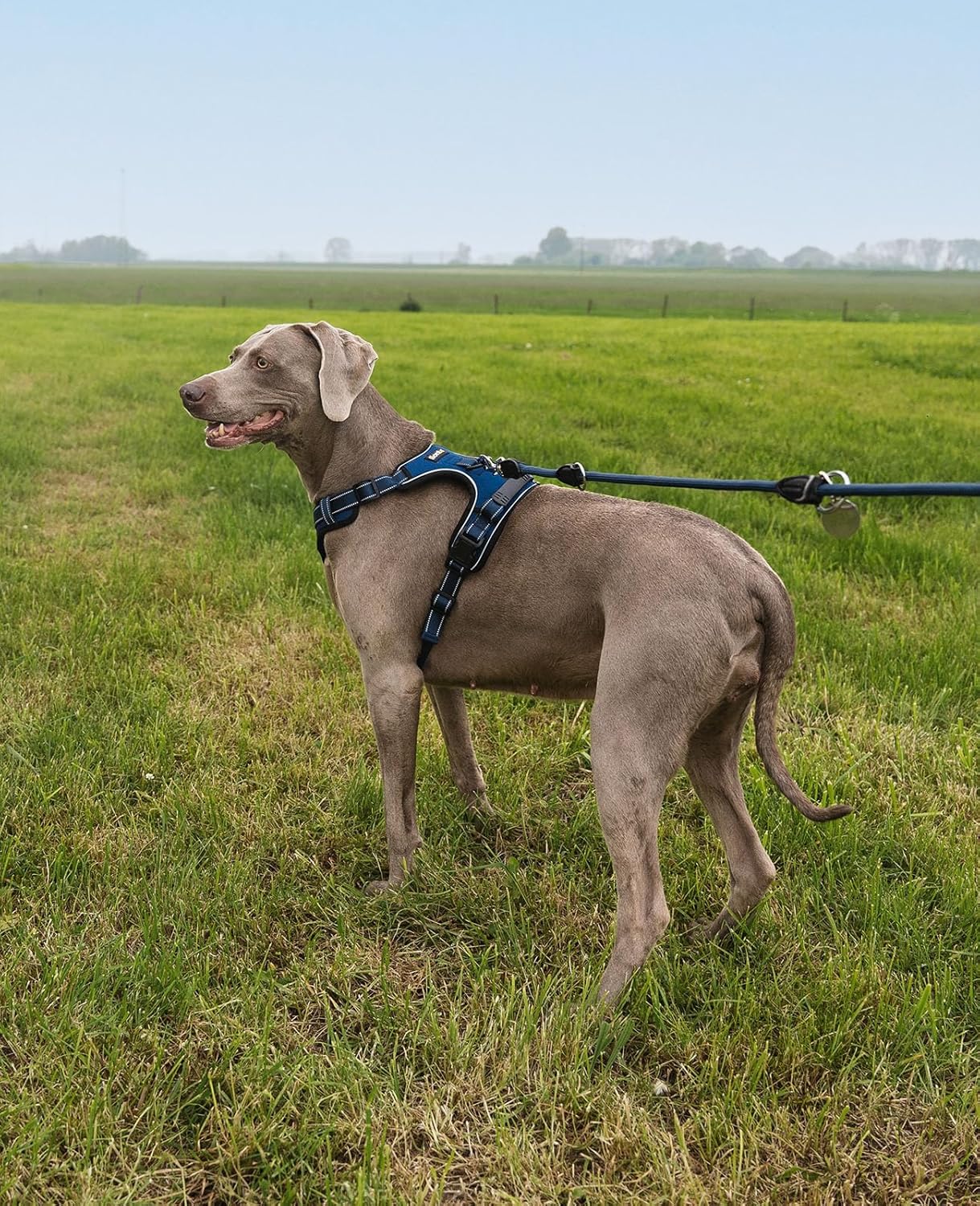 Gepolstertes Hundegeschirr, L / Blau