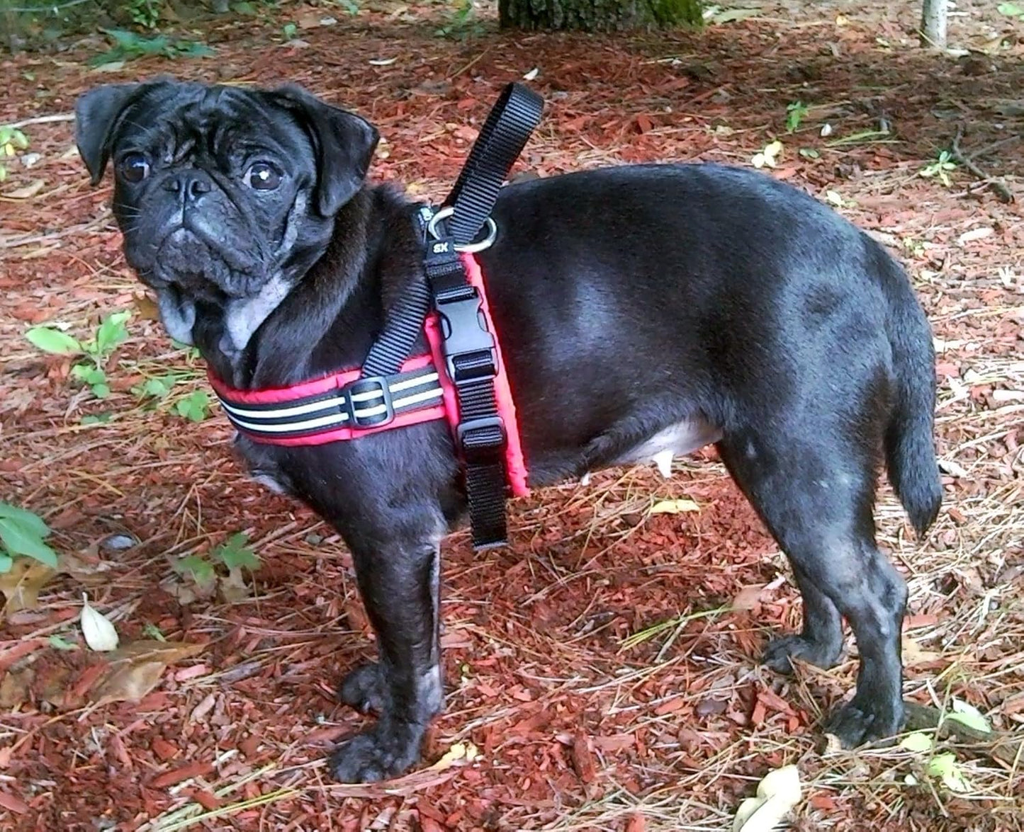 Sport-Hundegeschirr ComfortFlex, gepolstert, verstellbar, s, Violett