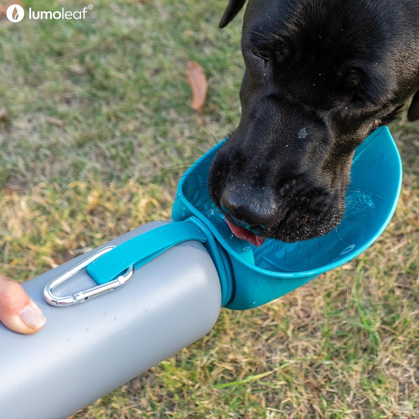 Isolierte Wasserflasche für Hunde, Bleu 800 ml