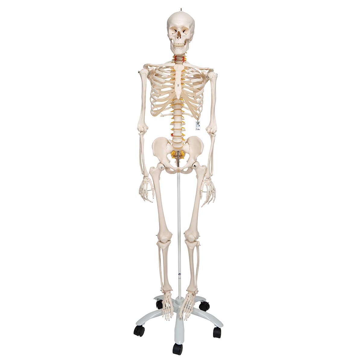 Lebensgrosses flexibles Skelettmodell mit App, Modell Fred, flexibel